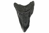 Bargain, , Fossil Megalodon Tooth - Georgia #338751-1